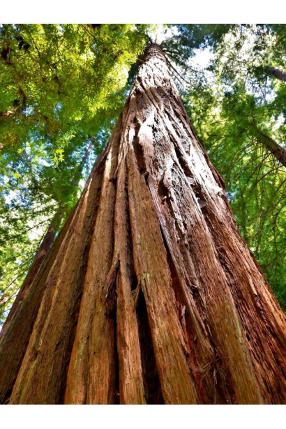 Секвоя велична